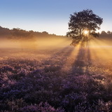 Blooming heathland